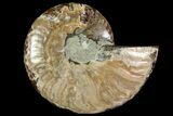 Agatized Ammonite Fossil (Half) - Madagascar #114932-1